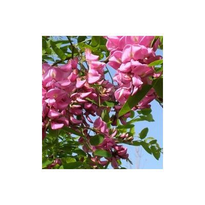 Robinia Pseudoacacia Casque Rouge