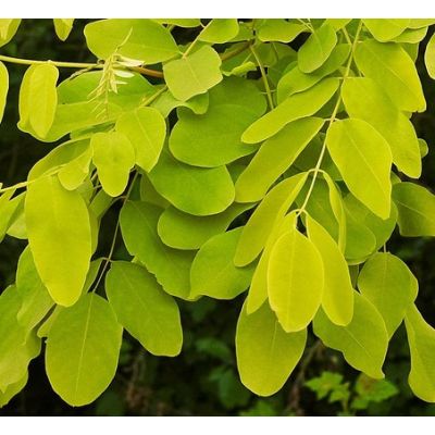 Robinia Pseudoacacia Umbraculifera - 80L- 180cm 