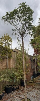 Robinia Pseudoacacia Umbraculifera High Std. 45L