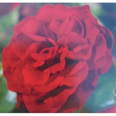 Rose 'Balmoral Palace' 3L