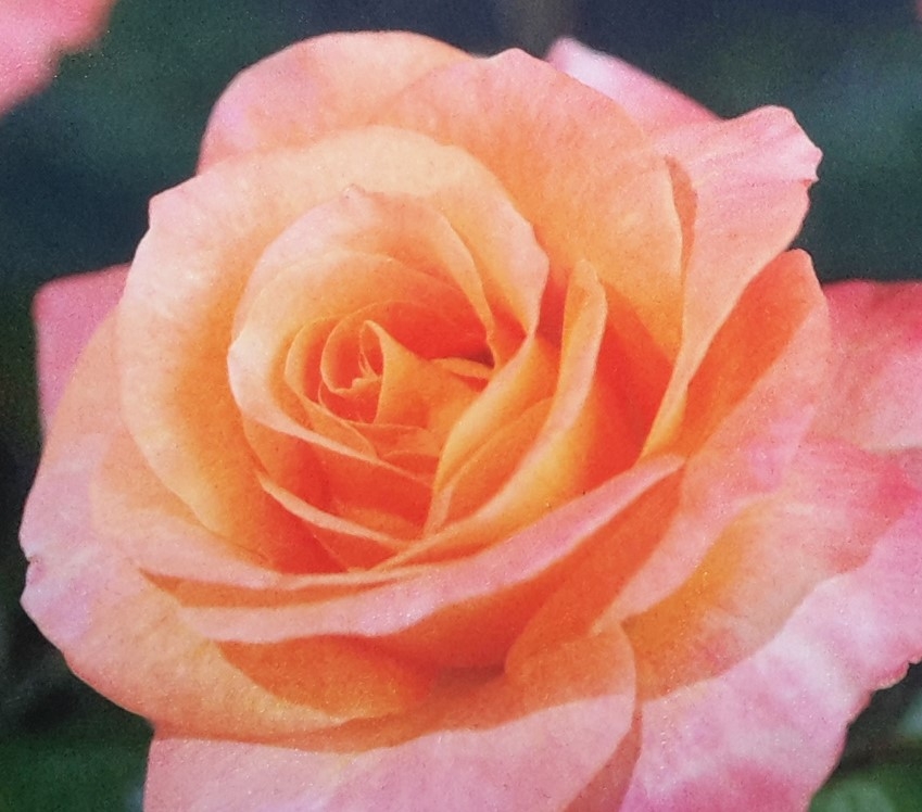 Rose 'Britannia' 3L Windlestone Nursery & Garden Centre in Ferryhill