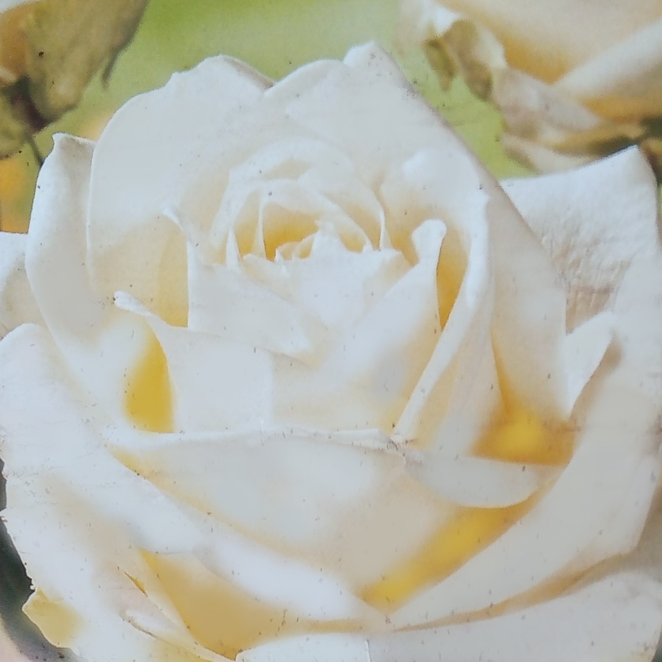 Rose 'Chopin' 2L Windlestone Nursery & Garden Centre in Ferryhill