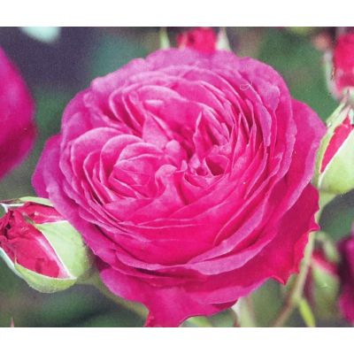 Rose 'Heidi Klum Rose' 3L