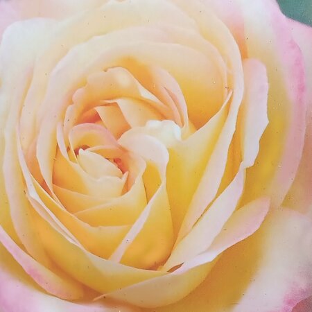 Rose 'Mme A Meilland' (Peace Rose) - 2L