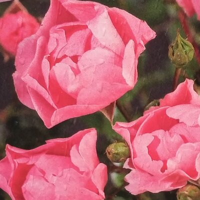 Rose 'Pink Morsdag' - 2L