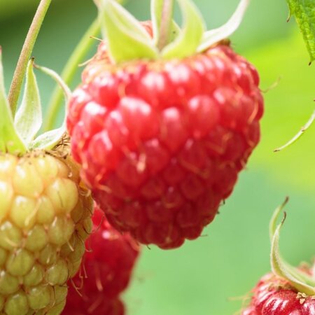Rubus Idaeus Ottawa 2L (Raspberry)