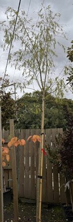 Salix Babylonica (Weeping Willow Tree) 45L