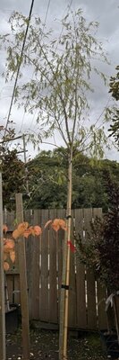 Salix Babylonica (Weeping Willow Tree) 45L