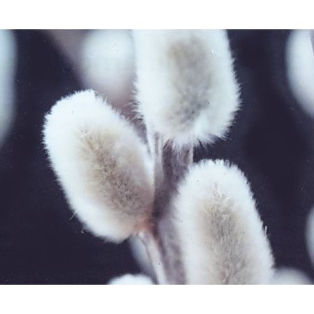 Salix Caprea Kilmarnock (Weeping Willow Tree)