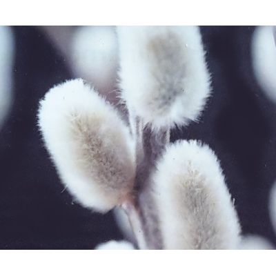 Salix Caprea Kilmarnock (Weeping Willow Tree)