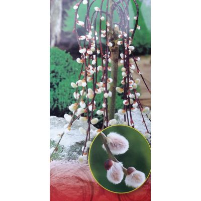 Salix Caprea Kilmarnock (Weeping Willow Tree) - 2L
