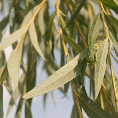 Salix Piangente (Willow Tree)