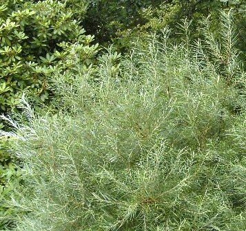Salix Rosmarinifolia  - 9L - 80cm