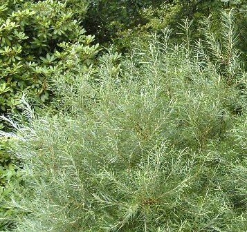 Salix Rosmarinifolia  - 9L - 80cm