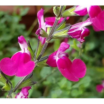 Salvia Greggii Cherry Lips 2L