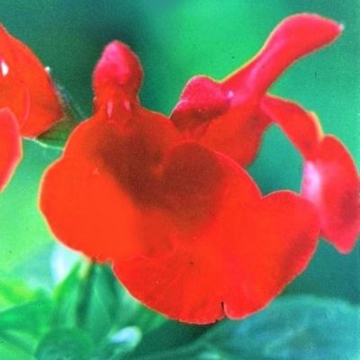 Salvia Royal Bumble - 2L