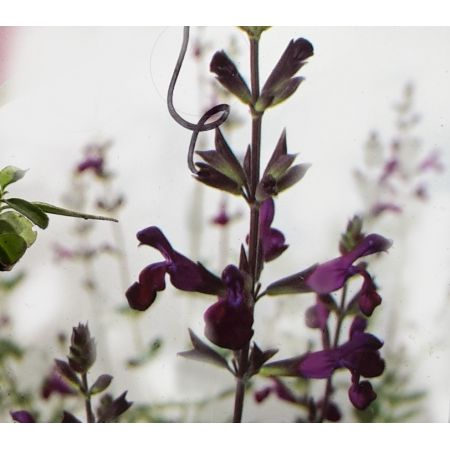 Salvia x Jamensis Nachtvlinder 2L