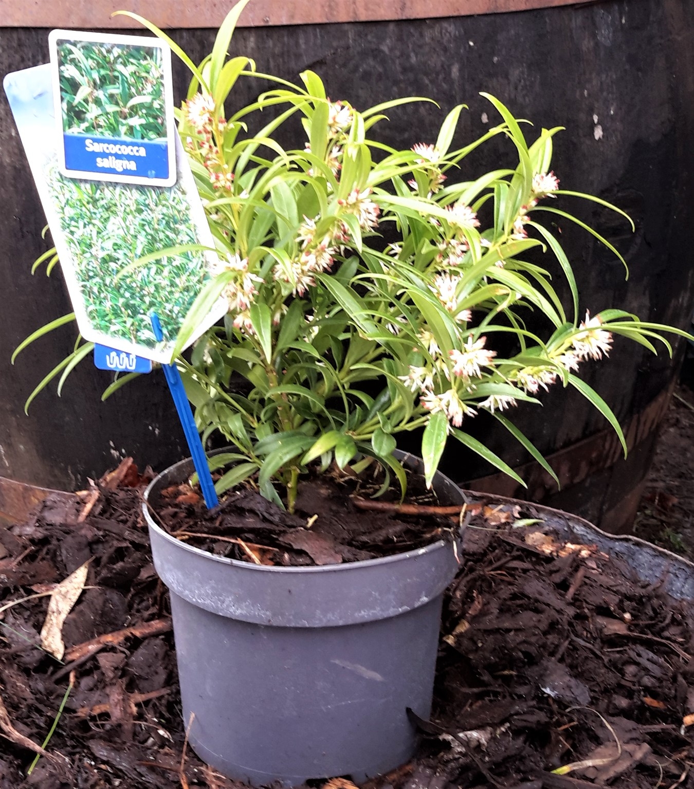 Sarcococca Saligna 2L Windlestone Nursery & Garden Centre in