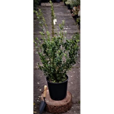 Sarcococcoa Ruscifolia - 9L (Christmas Box)
