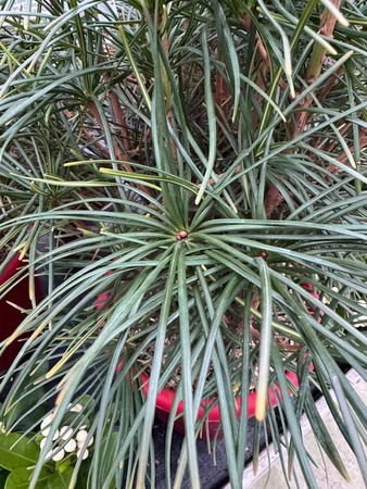 Sciadopitys Verticillata 10L - image 2