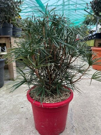 Sciadopitys Verticillata 10L - image 1