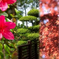 Shrubs, Trees & Topiary