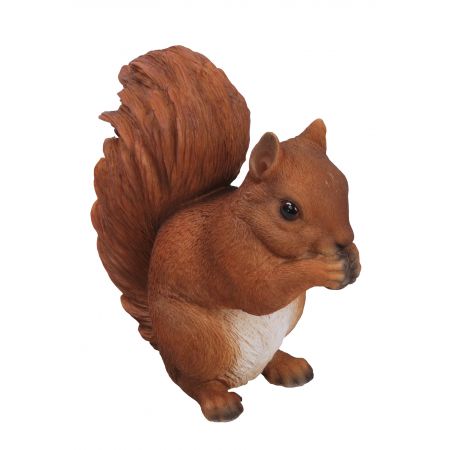 Sitting Red Squirrel