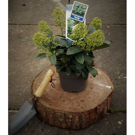 Skimmia Japonica Finchy 2L