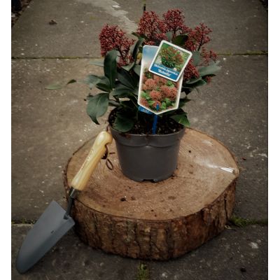Skimmia Japonica Rubella 2L