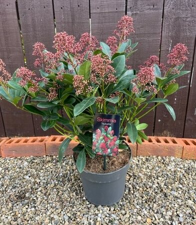 Skimmia Japonica Rubella 4L