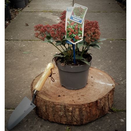 Skimmia Japonica Rubesta 2L