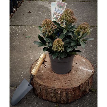 Skimmia Japonica Rubesta Cuba 2L