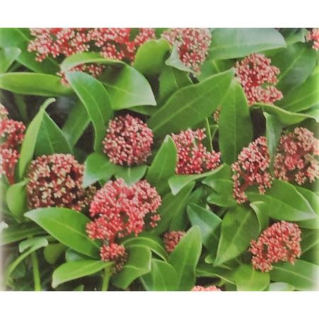 Skimmia Japonica Rubesta Giant Pink 2L - image 2