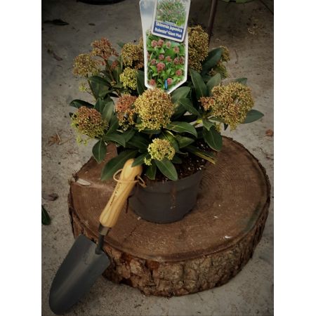 Skimmia Japonica Rubesta Giant Pink 2L - image 1