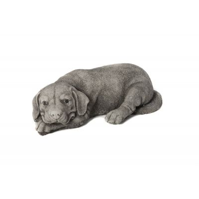 Sleeping Labrador