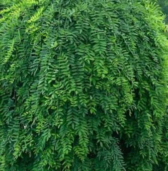 Sophora japonica Pendula - 35L - 3/4 Std. - 145cm