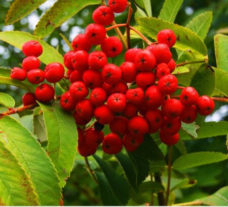 Sorbus Aucuparia - High Std - 30L - 180cm