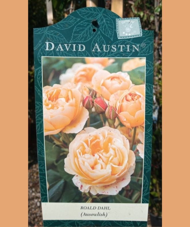 Standard Rose Roald Dahl Windlestone Nursery & Garden Centre in