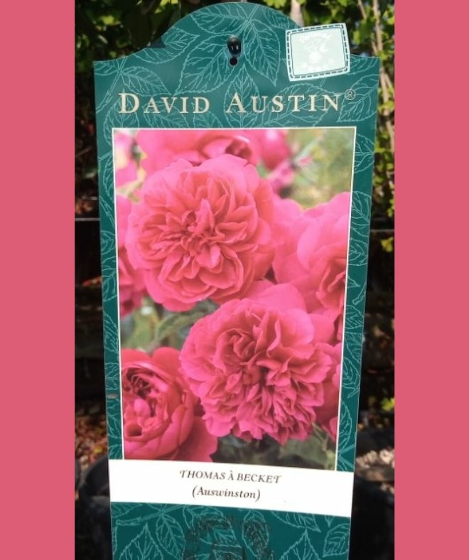 Standard Rose - Thomas Becket - Windlestone Nursery & Garden Centre in ...