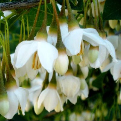 Styrax Japonicus Purple Haze (Japanese Snowball)