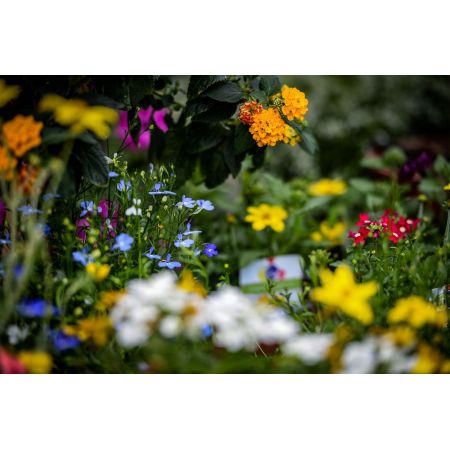 Summer Bedding Plant Mix (4 packs with 4 or 6 plants in each)