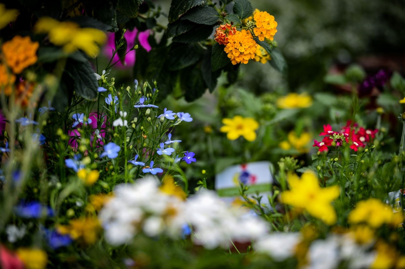 Summer Bedding Plant Mix (4 packs with 4 or 6 plants in each