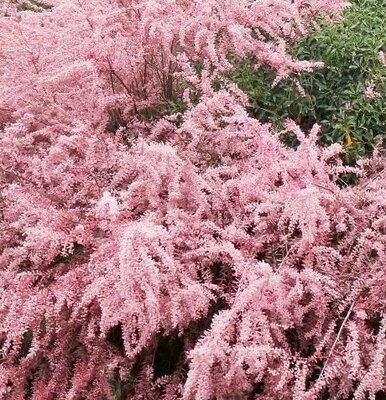 Tamarix Gallica - 30L - 175cm