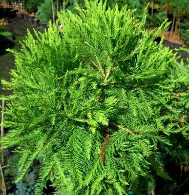Taxodium Distichum
