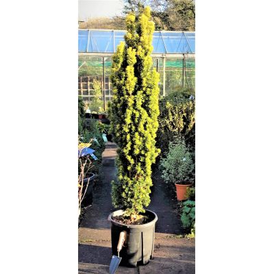 Taxus Baccata Fastigiata Aurea (Golden Irish Yew)