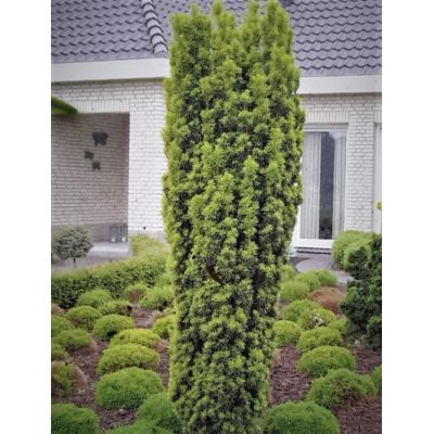 Taxus Baccata Fastigiata David 3L (English Yew) - image 2