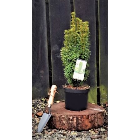 Taxus Baccata Fastigiata David 3L (English Yew) - image 1