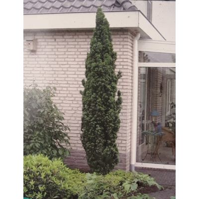 Taxus Baccata Fastigiata Robusta 3L (English Yew) - image 2