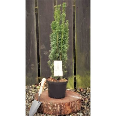 Taxus Baccata Fastigiata Robusta 3L (English Yew)