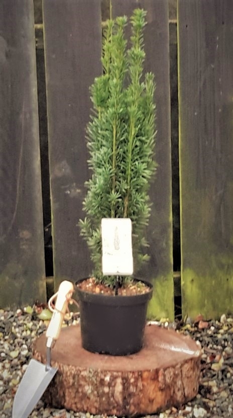 Taxus Baccata Fastigiata Robusta 3L (English Yew) - Windlestone Nursery &  Garden Centre in Ferryhill, Durham
